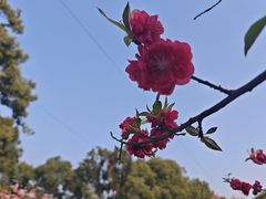 -南山植物园