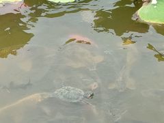 -龙头寺公园