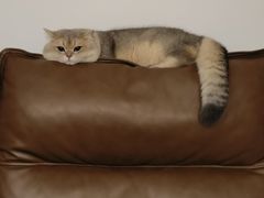 -欣宠猫屋·矮脚拿破仑·蓝金金渐层