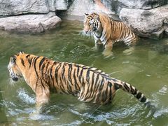 -深圳野生动物园