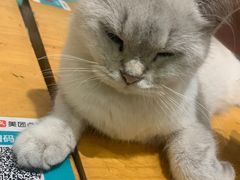 -猫色咖啡·猫咖