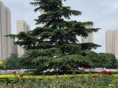 -海河游船-永乐码头(大悲院)
