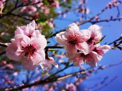 -金鸡湖桃花岛