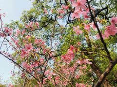 -桃花涧