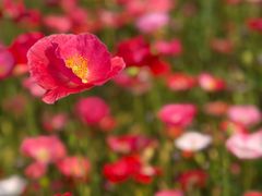 -清心素食自助餐厅(夫子庙店)