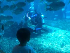 -海棠湾洲际-涛·海底餐厅·美人鱼·自助餐·海底隧道