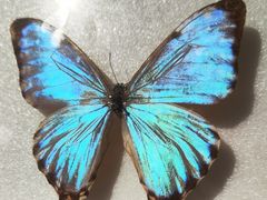 -上海昆虫博物馆