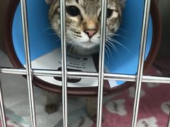 -嘉馨宠物医院·CT影像转诊·心脏科·犬猫全科诊疗中心(下沙大学城院区)
