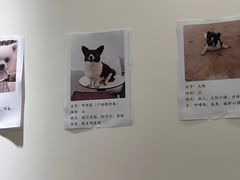 -Let's go狗咖·猫咖·奶狗·桌游(春熙路IFS店)