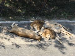 -大连森林动物园