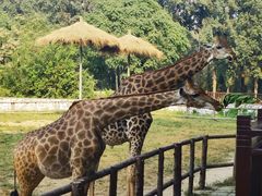 -北京野生动物园