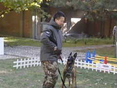 -北京京卫宠物寄养训练中心