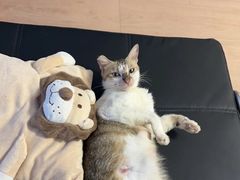 -宠颐生宠物医院·异宠猫科内科·诊疗中心宠巢店