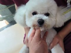 -瑞鹏宠物医院·超声·骨科·奇麟分院(蜀都万达店)