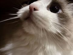 -欣宠猫屋·矮脚拿破仑·蓝金金渐层