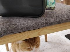 -喵园·猫主题咖啡厅·撸猫·猫咖(国贸店)