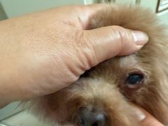 -美联众合动物医院·24h转诊中心