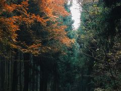 -山王坪喀斯特国家生态公园