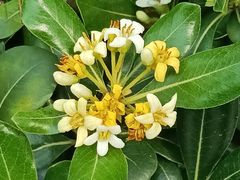 -南宁良凤江国家森林公园