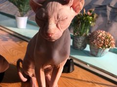 -猫小院猫主题咖啡厅(北锣店)