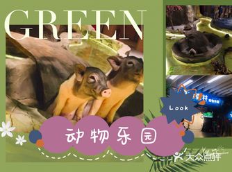 家里也养了2只呢。在往里面走看到几只小猪