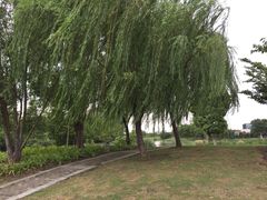 -九里河湿地公园