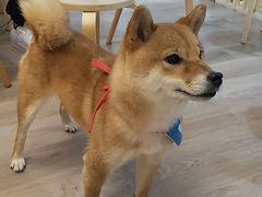 -柴迷FANS CLUB·柴犬狗咖·猫咖