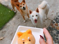 柴犬蛋糕-柴犬高等学院·狗咖·柴犬售卖·宠物训练