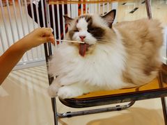 -三花喵·撸猫购宠·宠物生活馆(虹桥南丰城店)