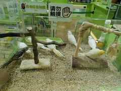 -凯德MALL(望京店)