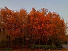 -上海海湾国家森林公园