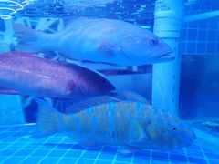 -泰谷酒店·太古码头闽菜自助餐厅