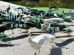 -西双版纳原始森林公园