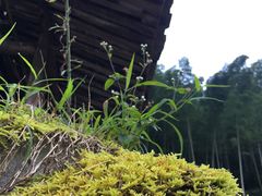 -林坑古村落
