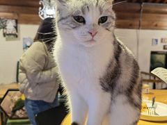 -猫小院猫主题餐厅(南锣旗舰店)