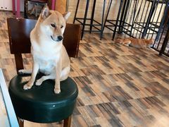 -柴源莊·柴小宠柴犬咖啡