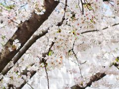 -苏州上方山国家森林公园