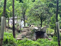 -中国大熊猫保护研究中心雅安碧峰峡基地