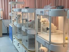 -翊宠yipet猫狗购宠庄园犬舍•猫舍