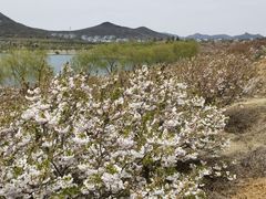 -樱花山风景区