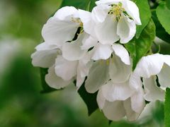 -海棠花溪(元大都城垣遗址公园)