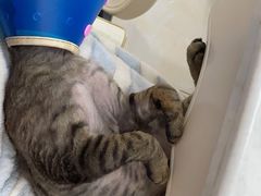 -伟伟宠物医院·CT影像中心·瑞派犬猫综合性门诊(汉口总院)