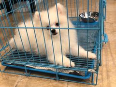 -翊宠yipet猫狗购宠庄园犬舍•猫舍