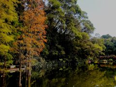 -深圳仙湖植物园