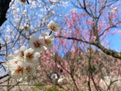 -杭州植物园