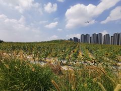 -光明小镇欢乐田园