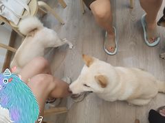 -柴迷FANS CLUB·柴犬狗咖·猫咖