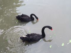 -溱湖国家湿地公园