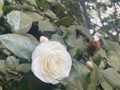 -南山植物园