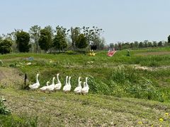 -洪湖湿地生态园